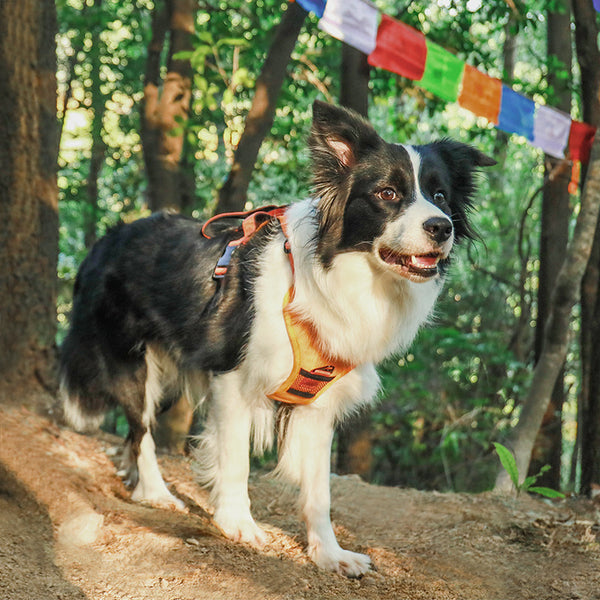 Extendable Dog Leash and Harness
