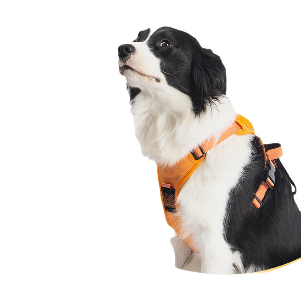 Extendable Dog Leash and Harness