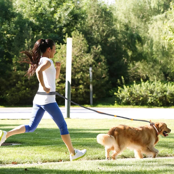 Adjustable Hands-Free Dog Leash