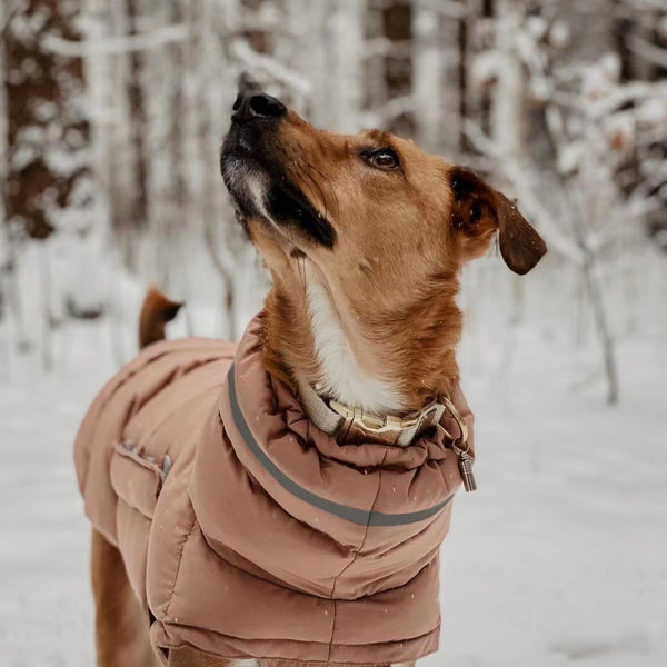 Windproof Waterproof Dog Raincoat