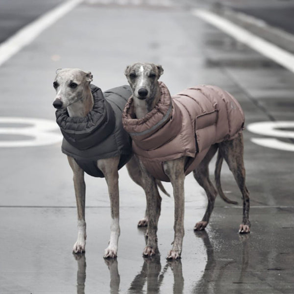 Windproof Waterproof Dog Raincoat