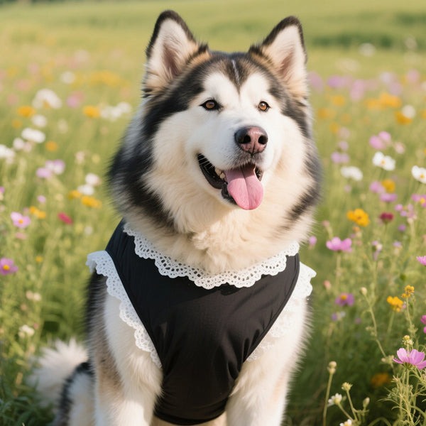Lace Sleeve Dog Dress