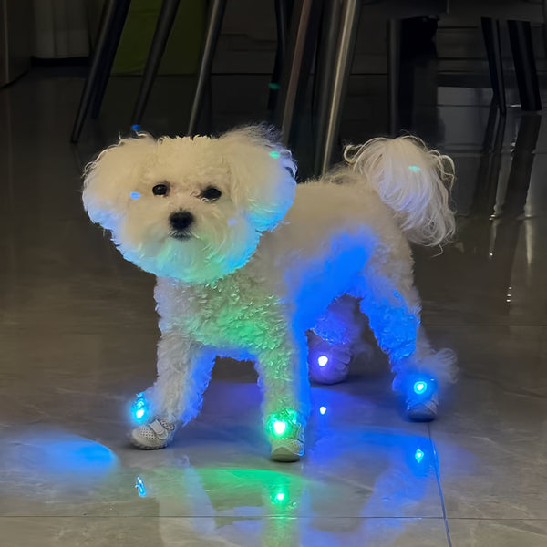 Dog Shoes with Flashing Lights