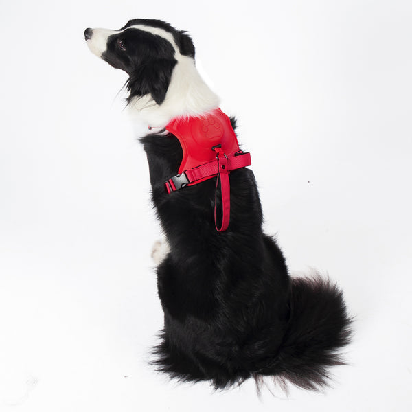 Extendable Dog Leash and Harness