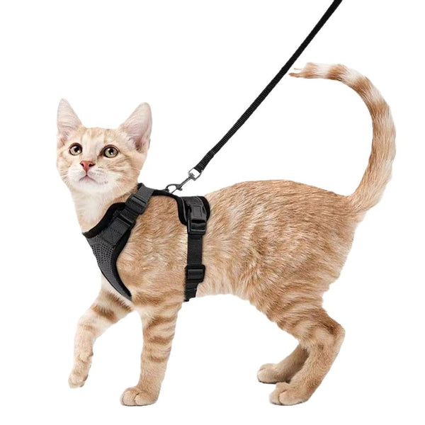 Cat Chest Harness and Leash