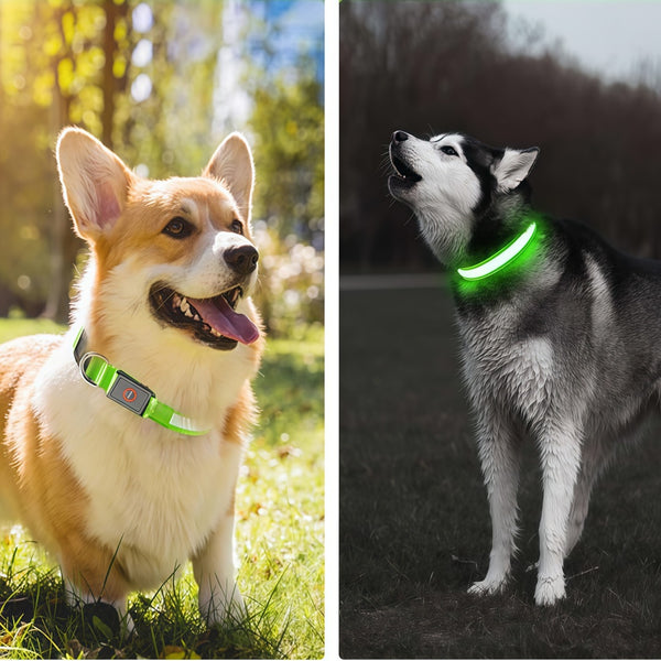 USB Rechargeable Led Dog Collar