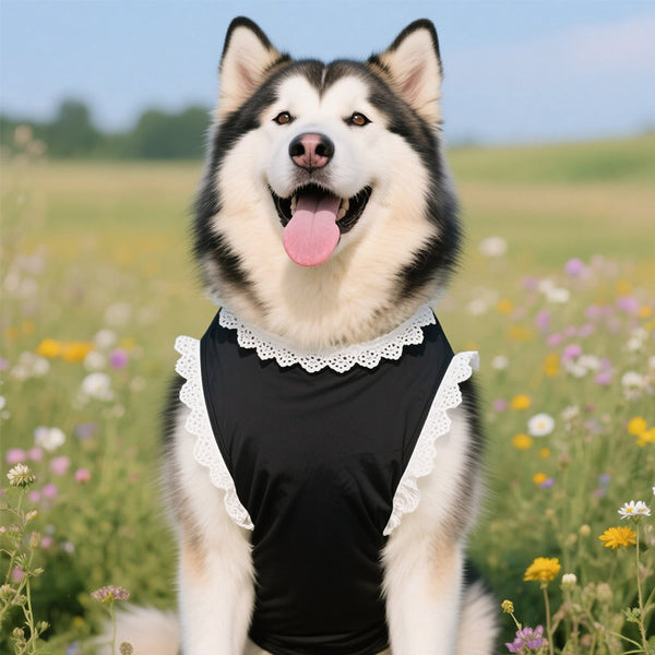 Lace Sleeve Dog Dress